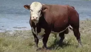 Казахска бяла порода крави